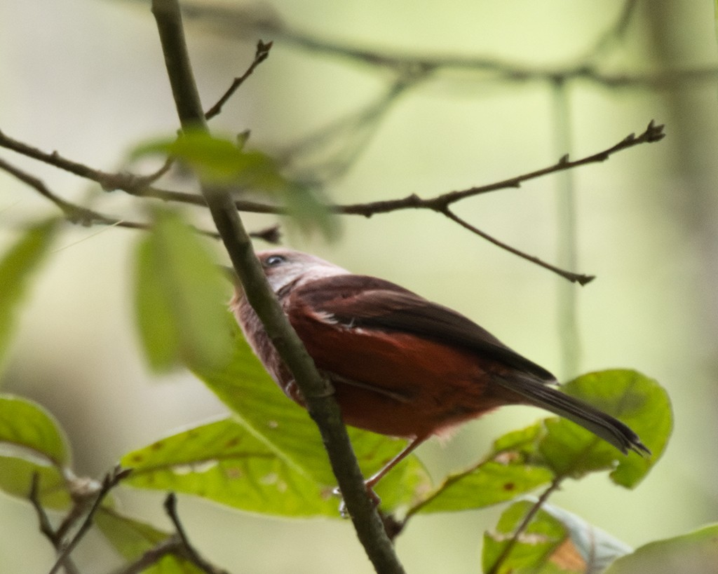 Pink-headed Warbler - ML626882303