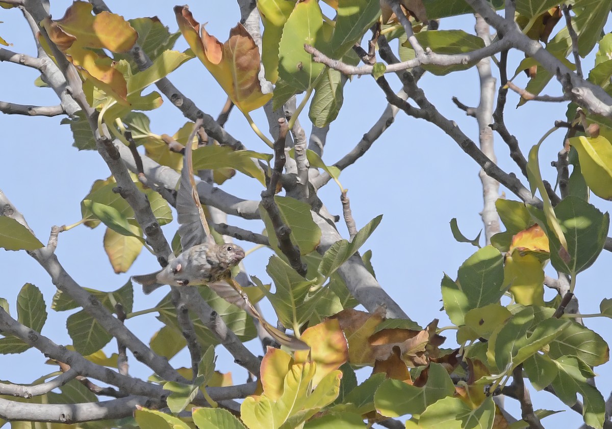 Common Rosefinch - ML626882569
