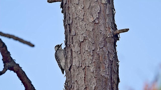 Red-cockaded Woodpecker - ML626882816