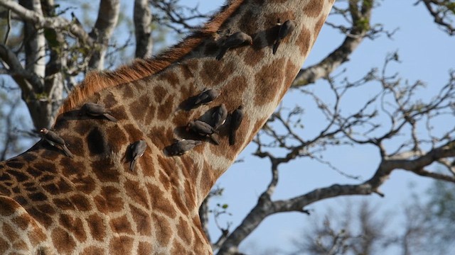 Red-billed Oxpecker - ML626883071