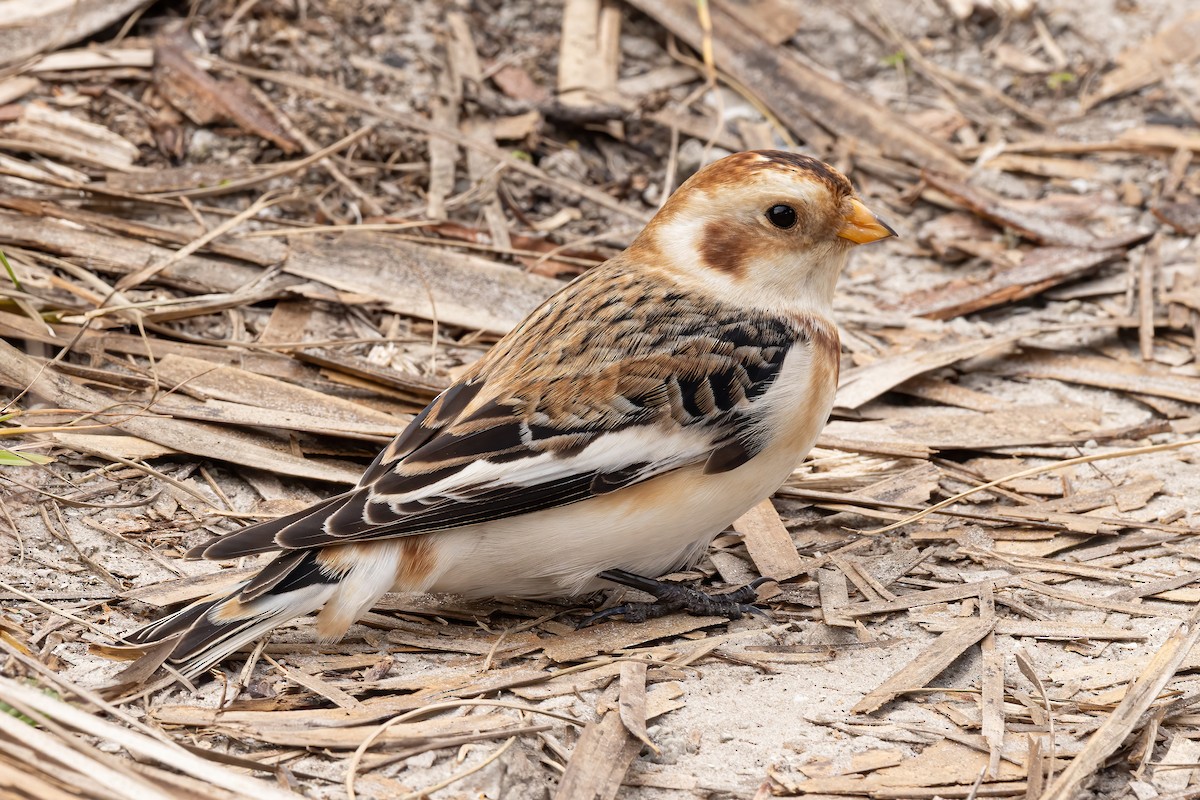 Snow Bunting - Scott Coupland