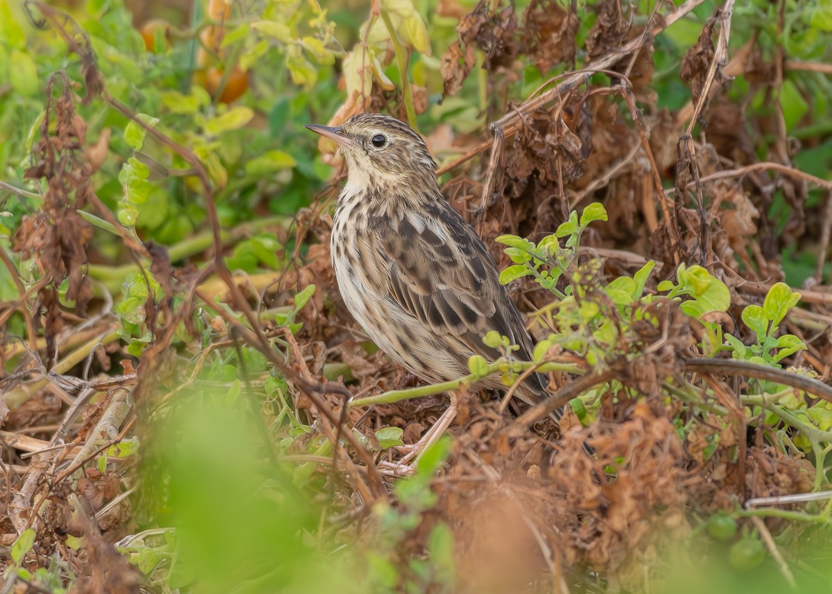 Peruvian Pipit - ML626883340