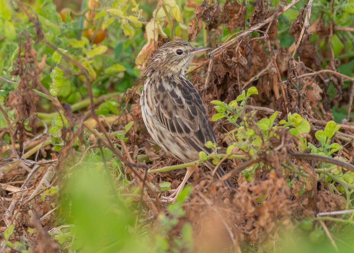 Peruvian Pipit - ML626883344