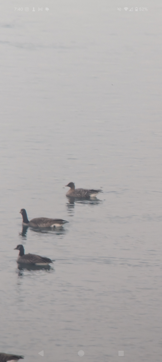 Pink-footed Goose - ML626883397