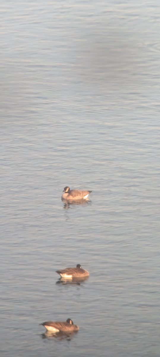 Cackling Goose - ML626883513