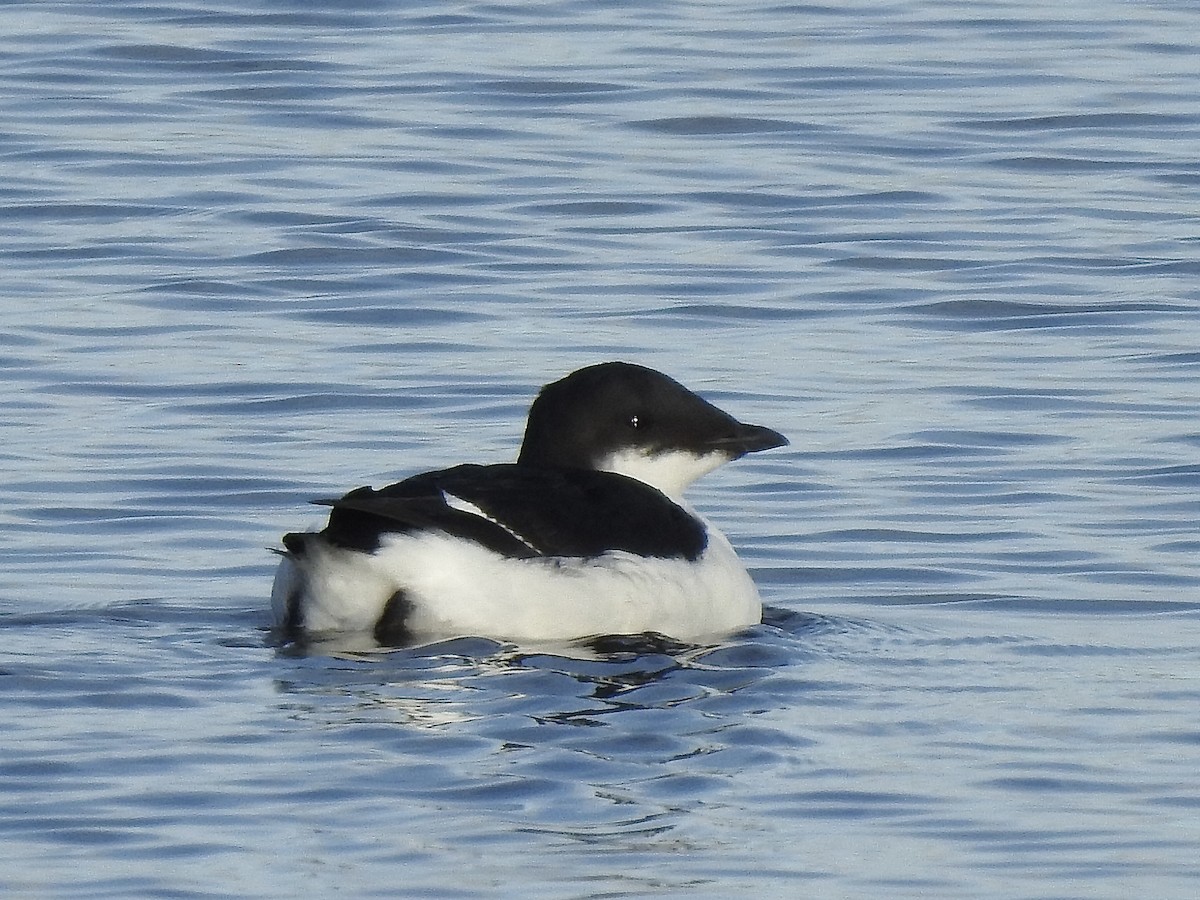 Thick-billed Murre - ML626883515