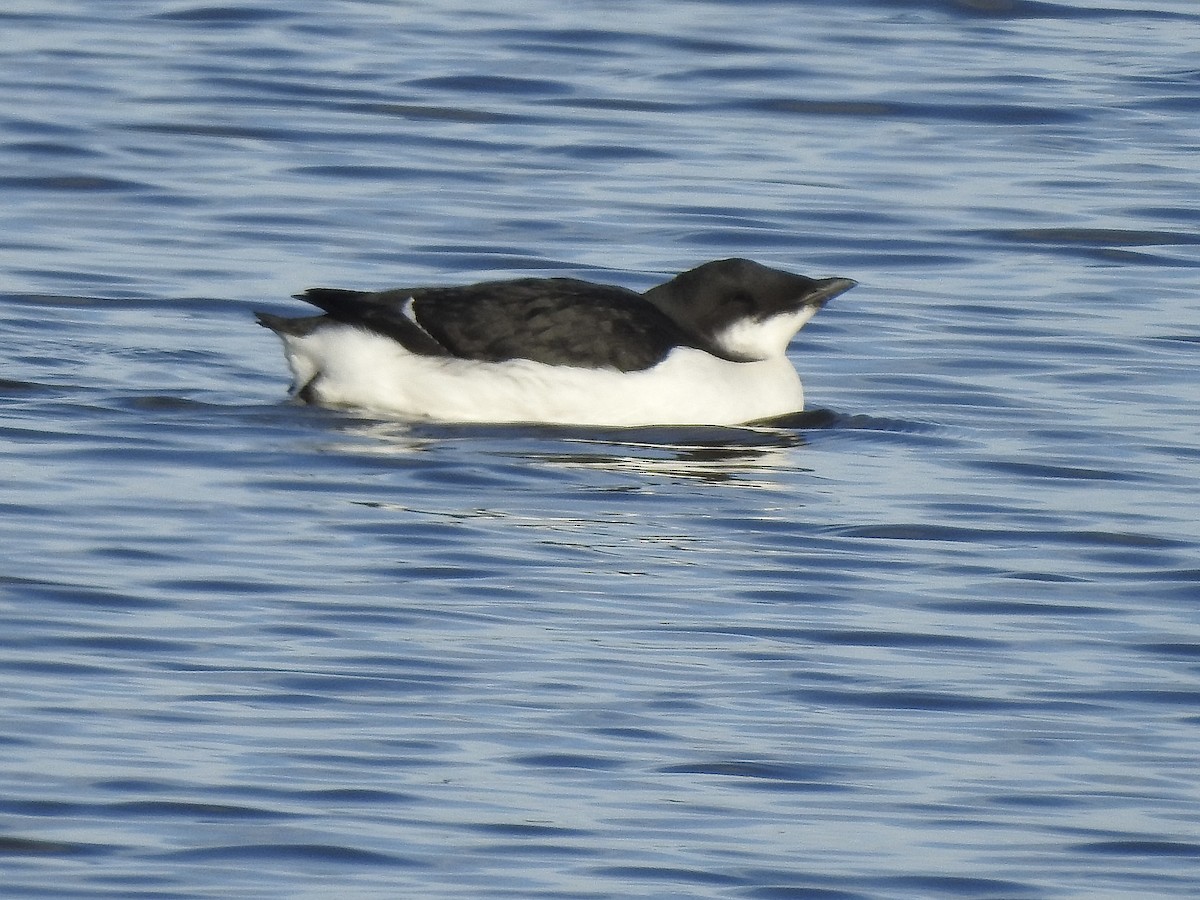 Thick-billed Murre - ML626883517