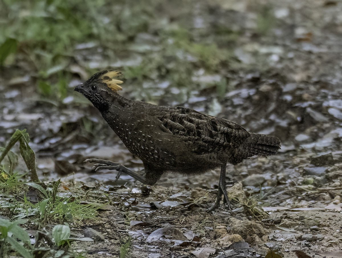 Spotted Wood-Quail - ML626883545