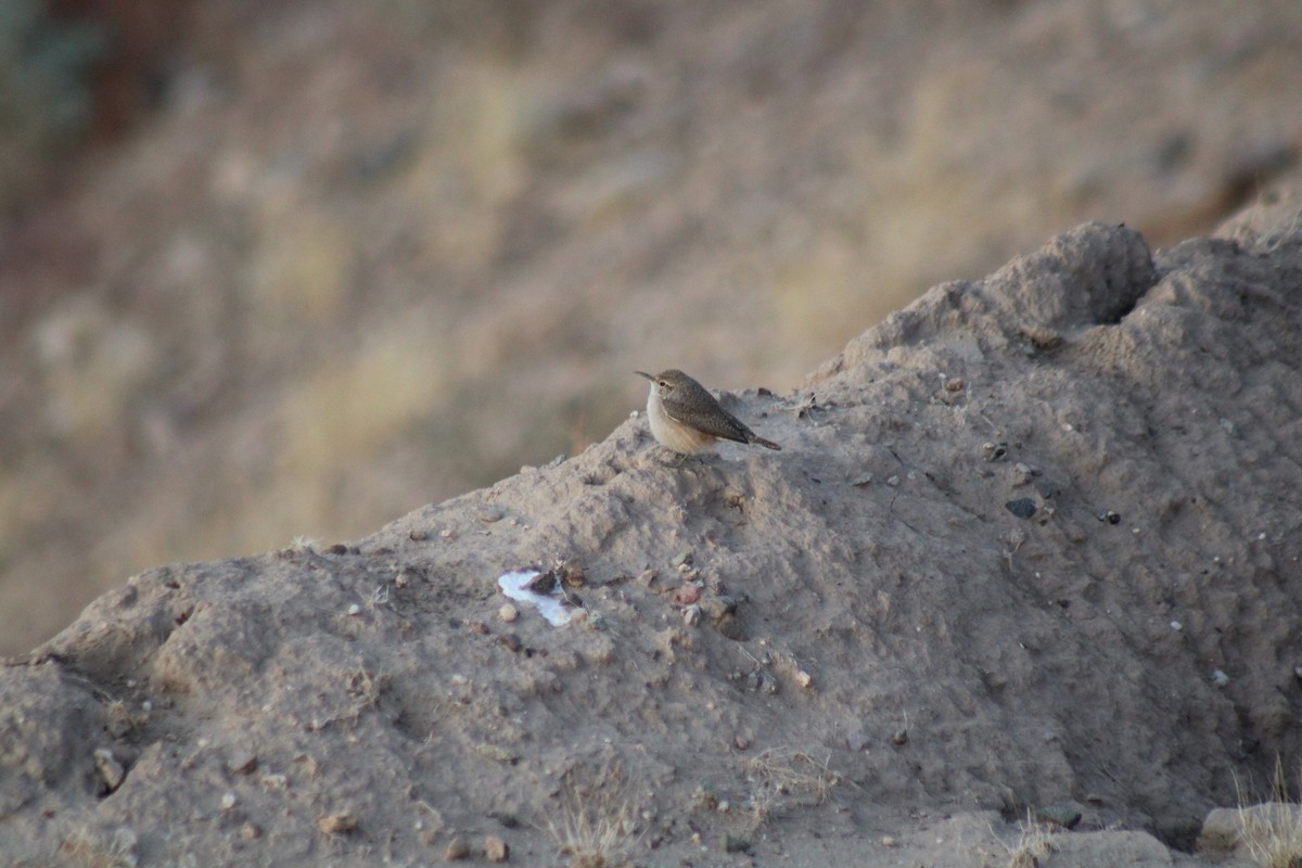 Rock Wren - ML626883571