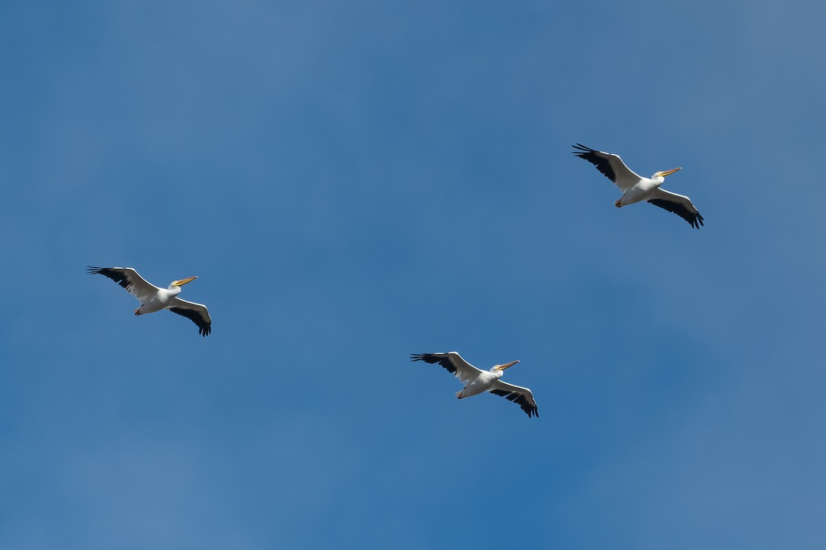 American White Pelican - ML626883752