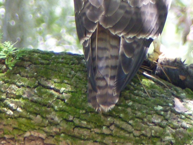 Red-tailed Hawk - Ron Smith