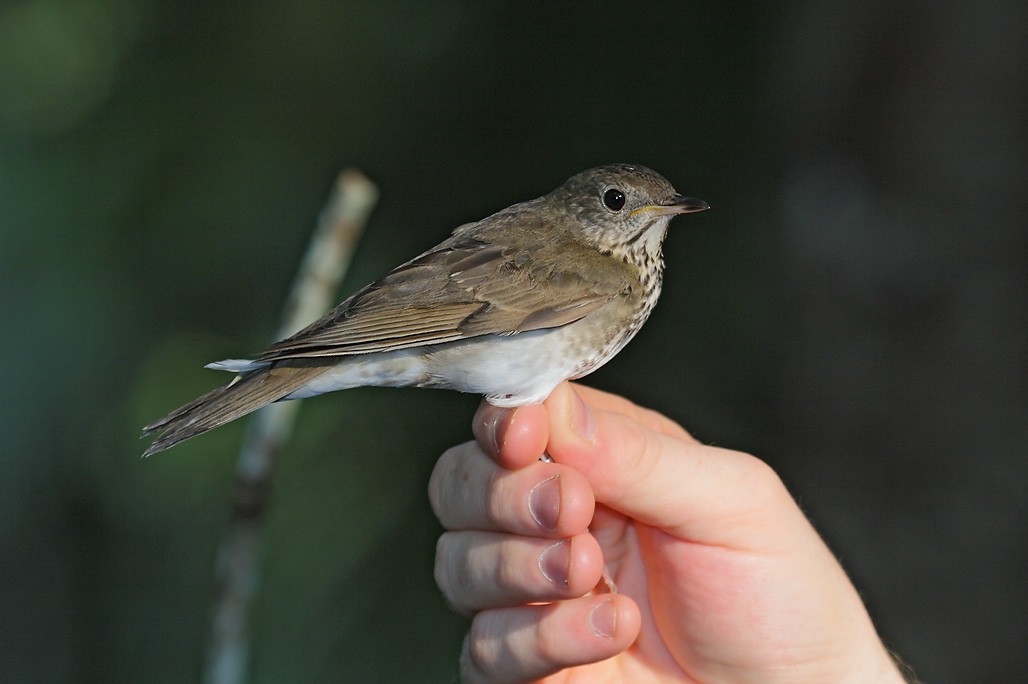 Gray-cheeked Thrush - ML626883923