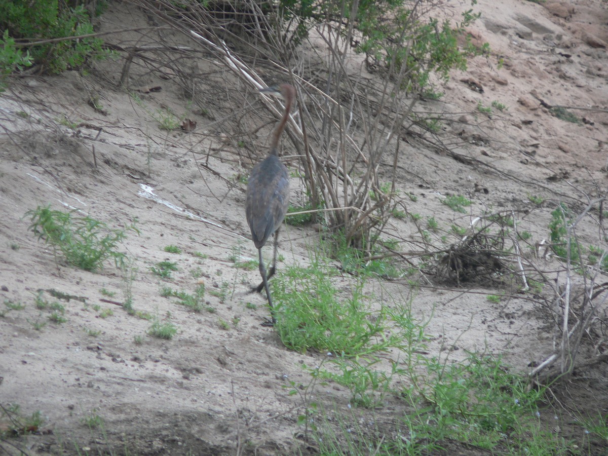 Héron goliath - ML626883938