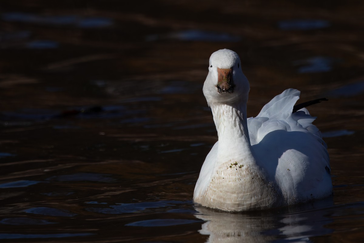 Snow Goose - ML626883991