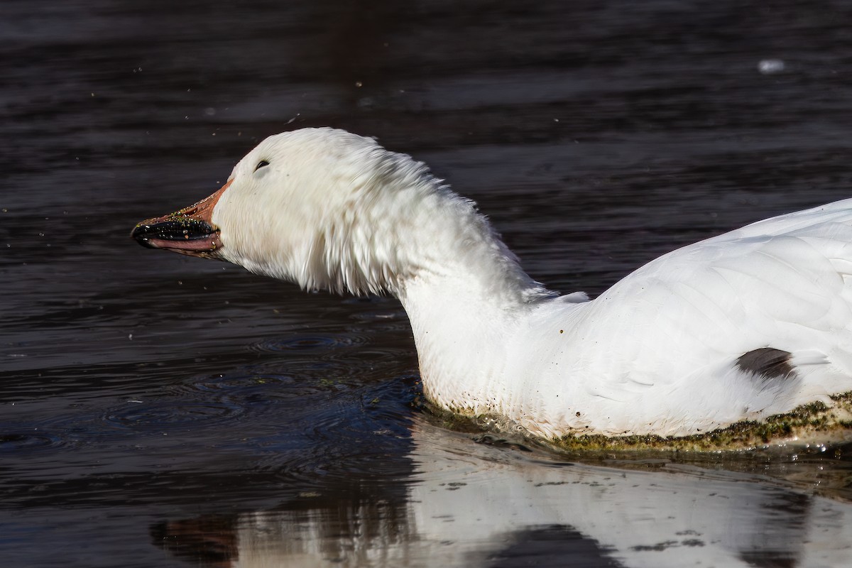 Snow Goose - ML626883992