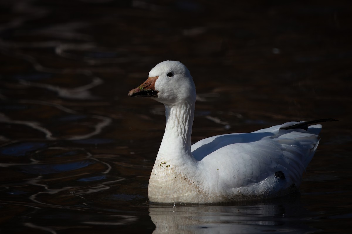Snow Goose - ML626883993