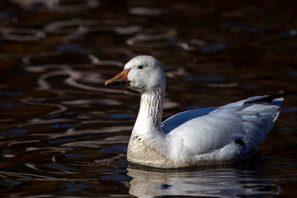 Snow Goose - ML626883995