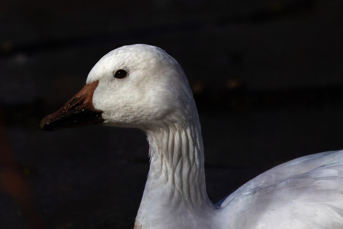 Snow Goose - ML626883996
