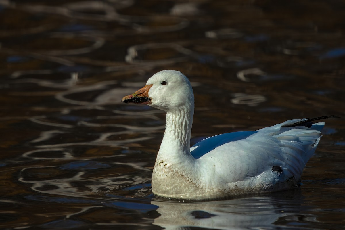 Snow Goose - ML626883997