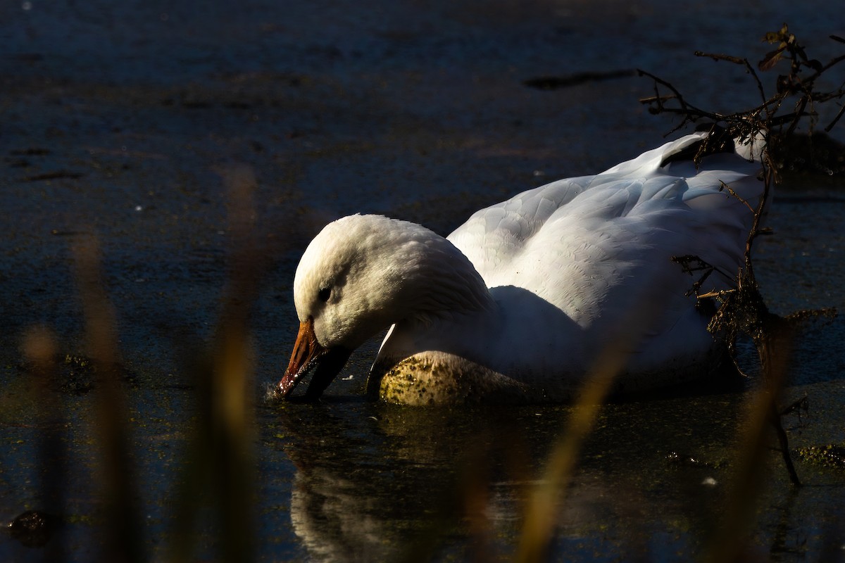 Snow Goose - ML626883998