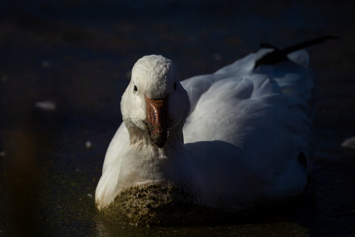 Snow Goose - ML626883999