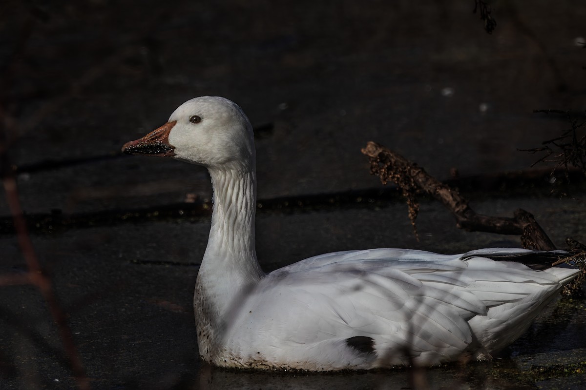 Snow Goose - ML626884000