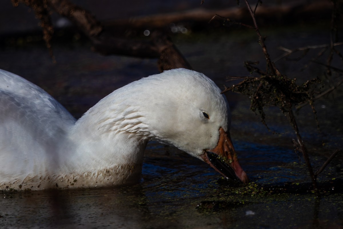 Snow Goose - ML626884001