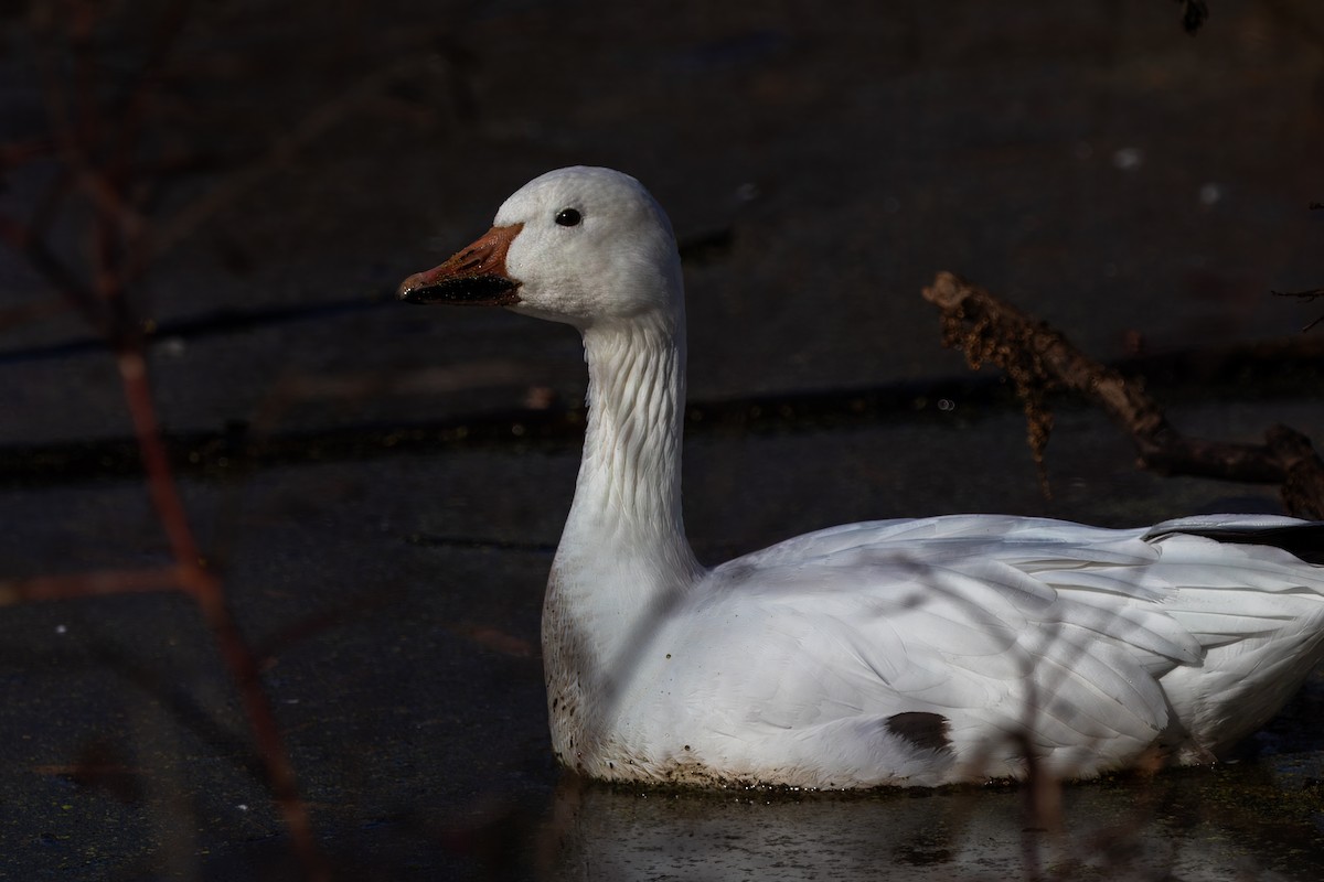 Snow Goose - ML626884002