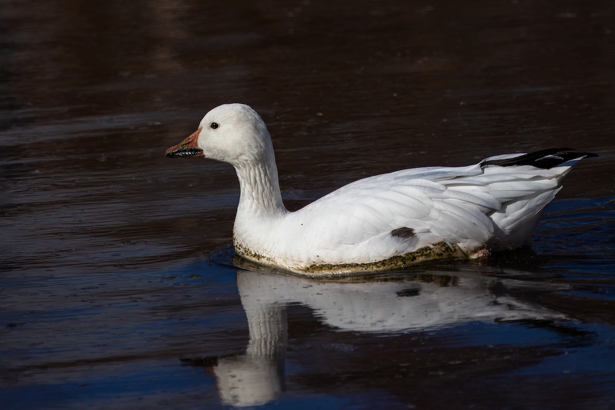 Snow Goose - ML626884003