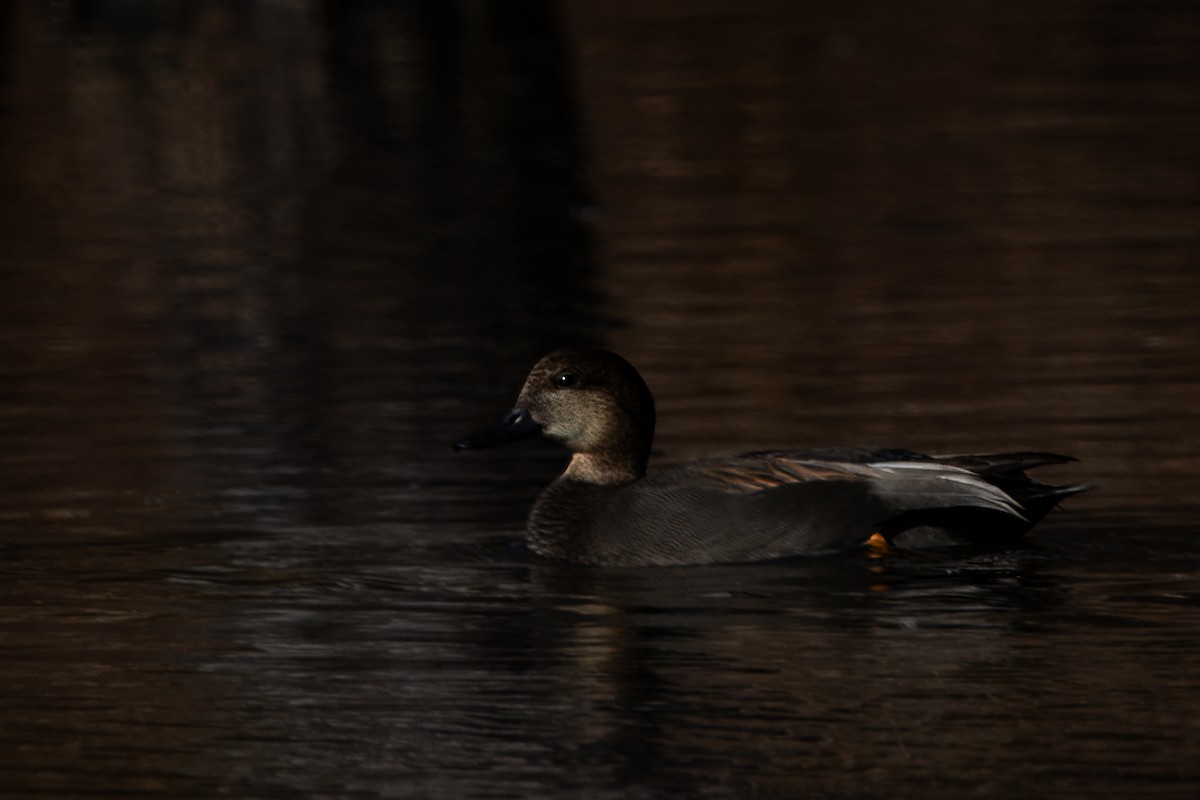 Gadwall - ML626884047