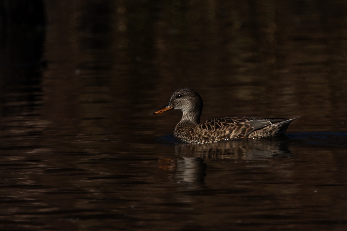 Gadwall - ML626884048