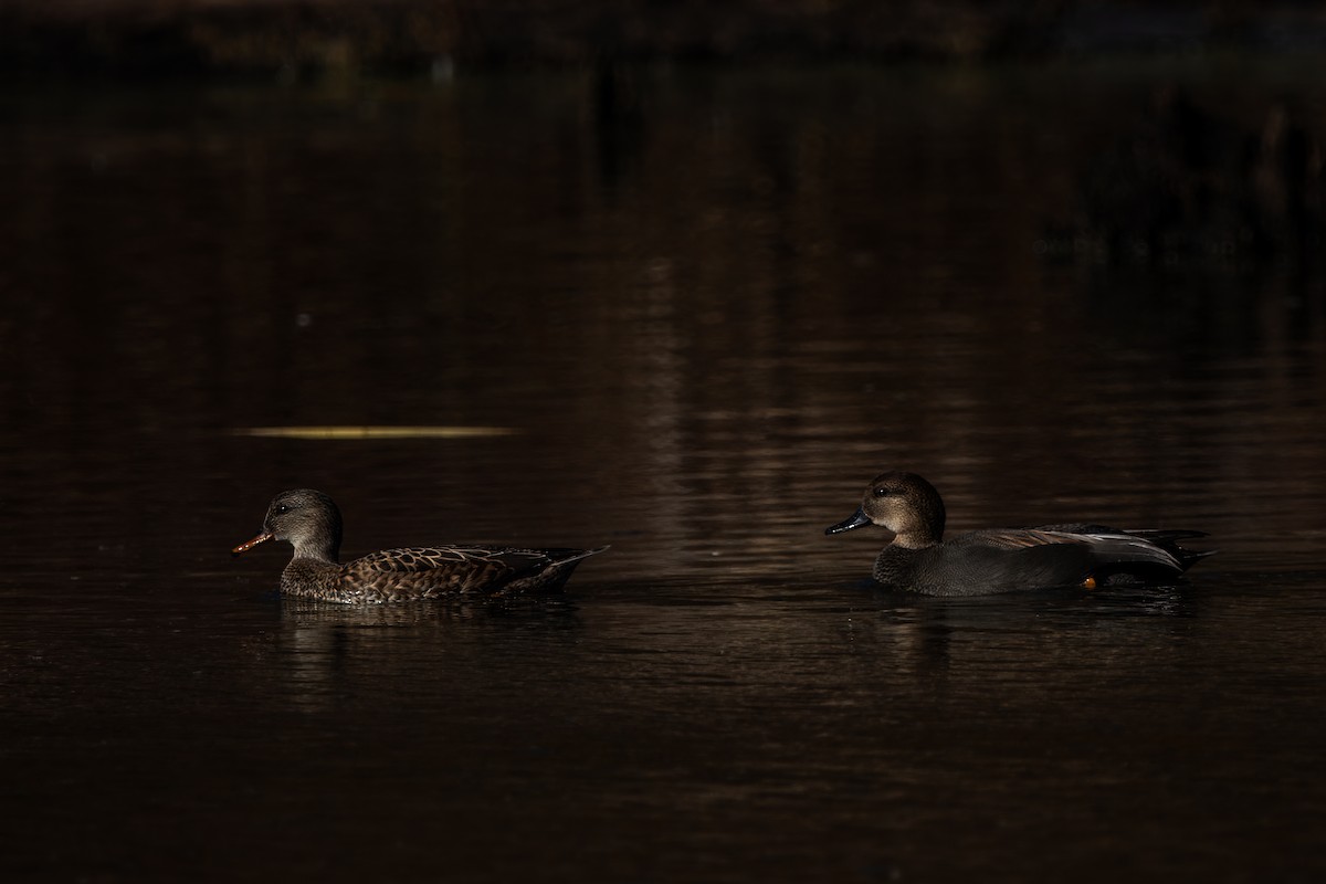 Gadwall - ML626884049