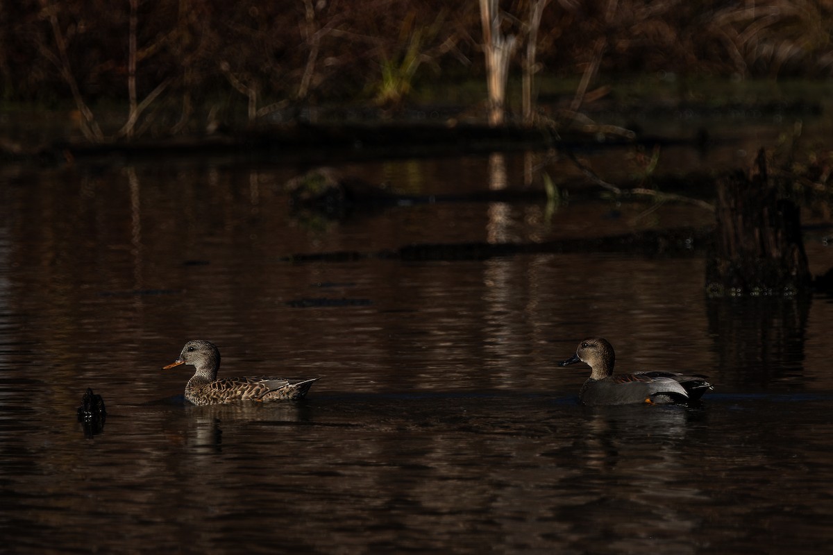 Gadwall - ML626884050