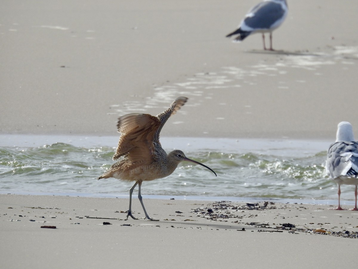 Long-billed Curlew - ML626884191