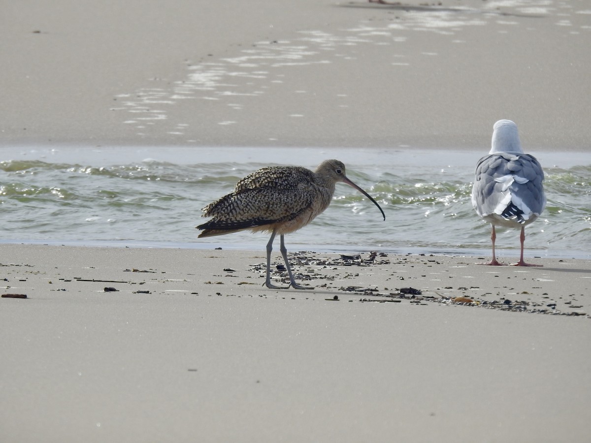 Long-billed Curlew - ML626884194