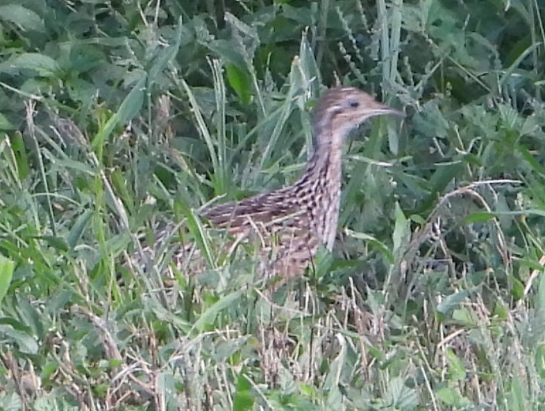 White-bellied Nothura - ML626884275