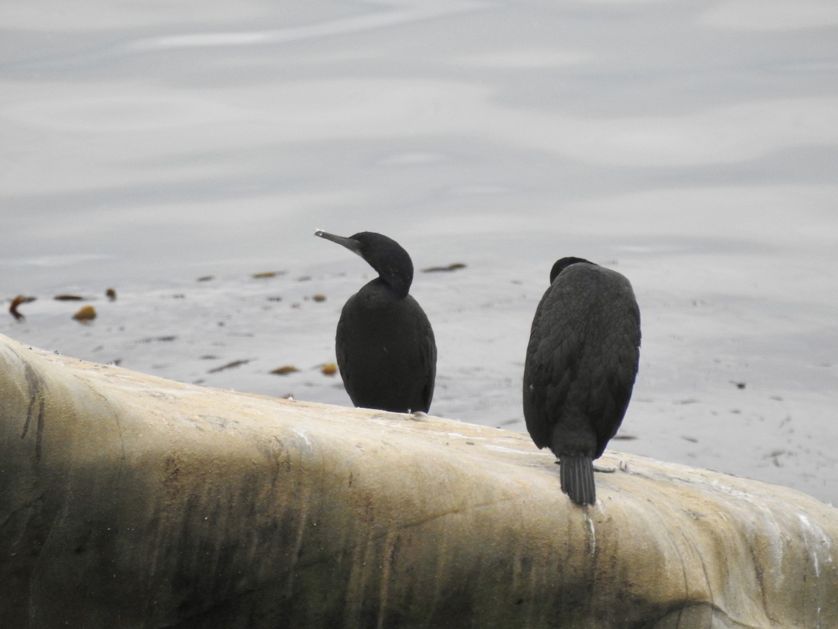 Brandt's Cormorant - ML626884667