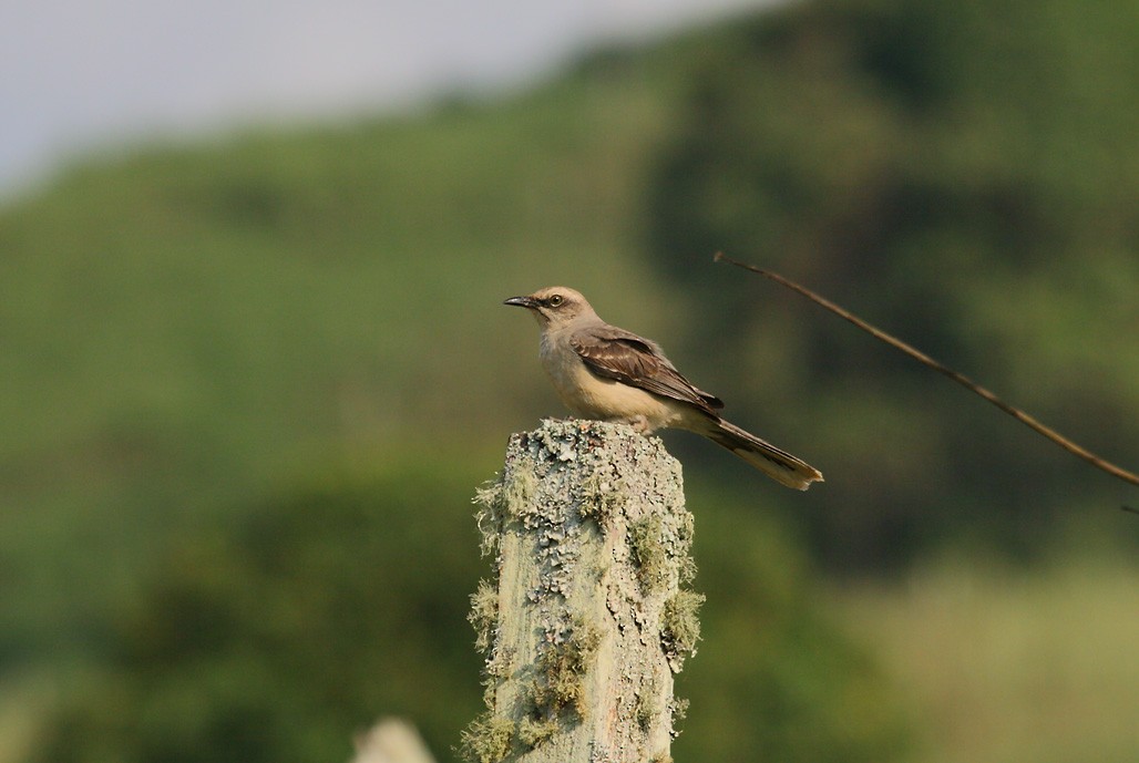 Tropical Mockingbird (Southern) - ML626885324