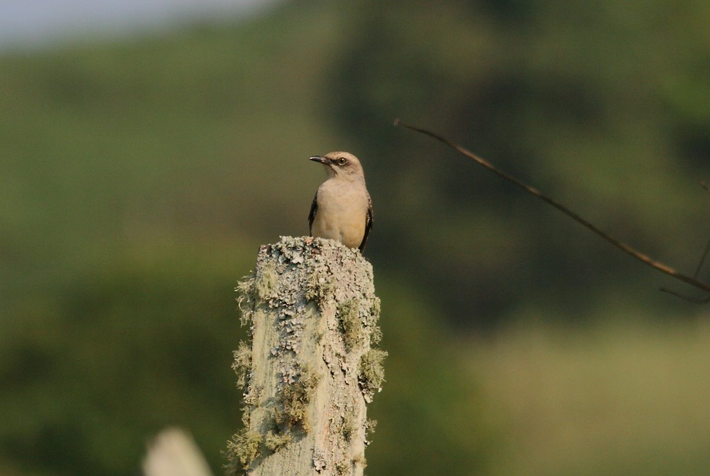 Tropical Mockingbird (Southern) - ML626885325