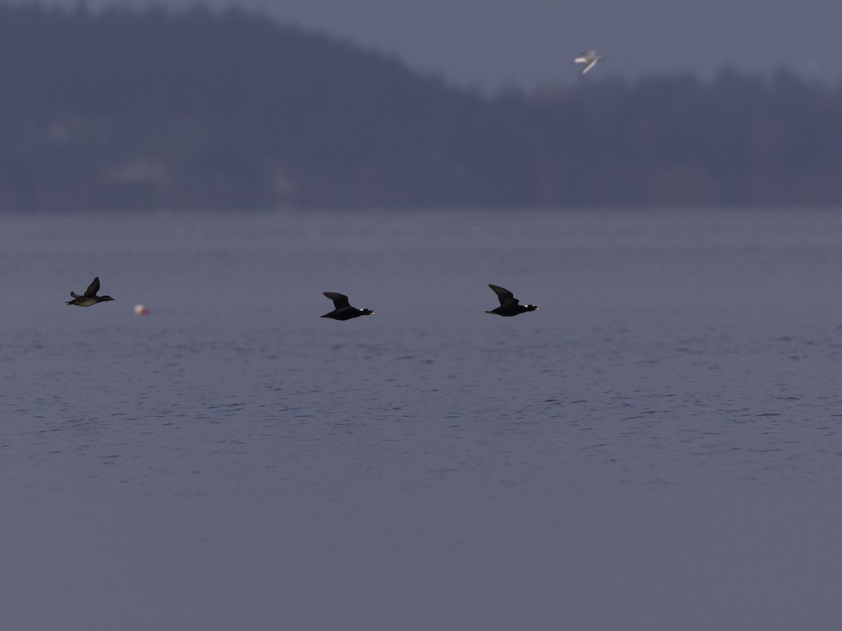 Surf Scoter - ML626885803