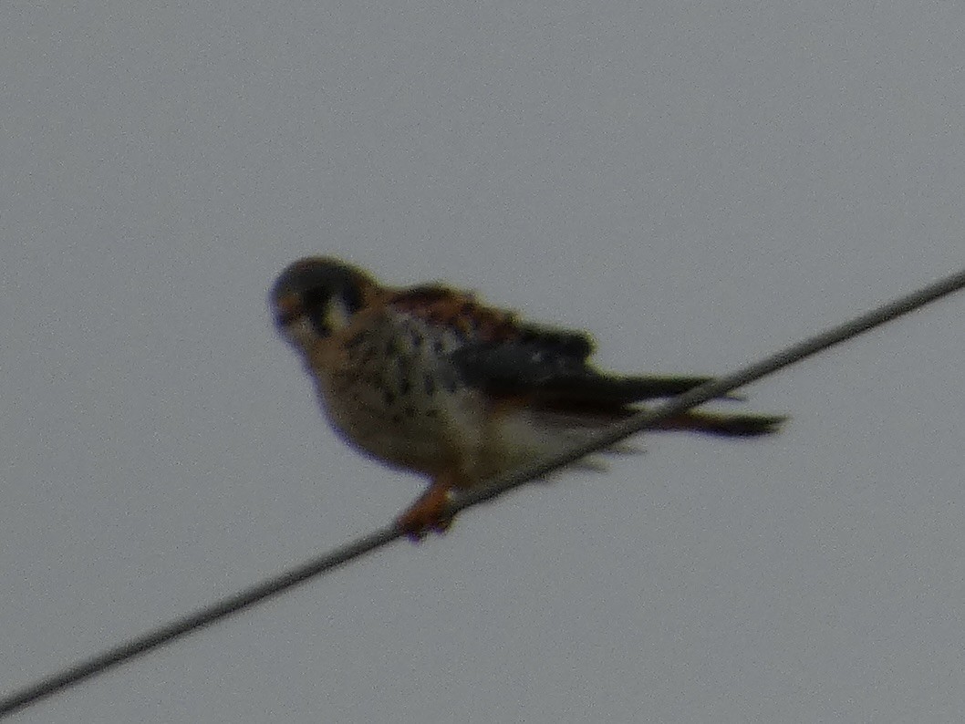 American Kestrel - ML626885818