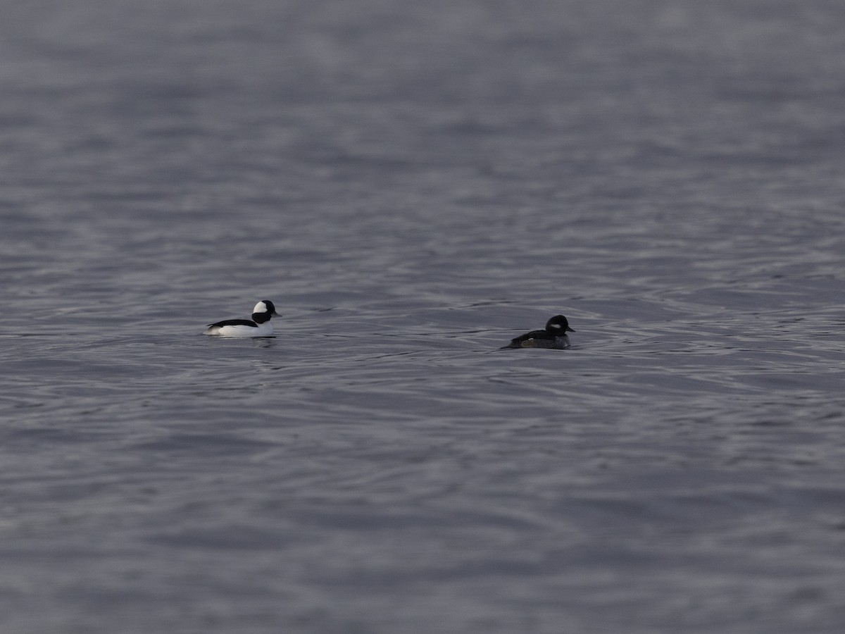 Bufflehead - ML626885829