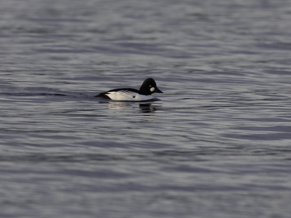 Common Goldeneye - ML626885871