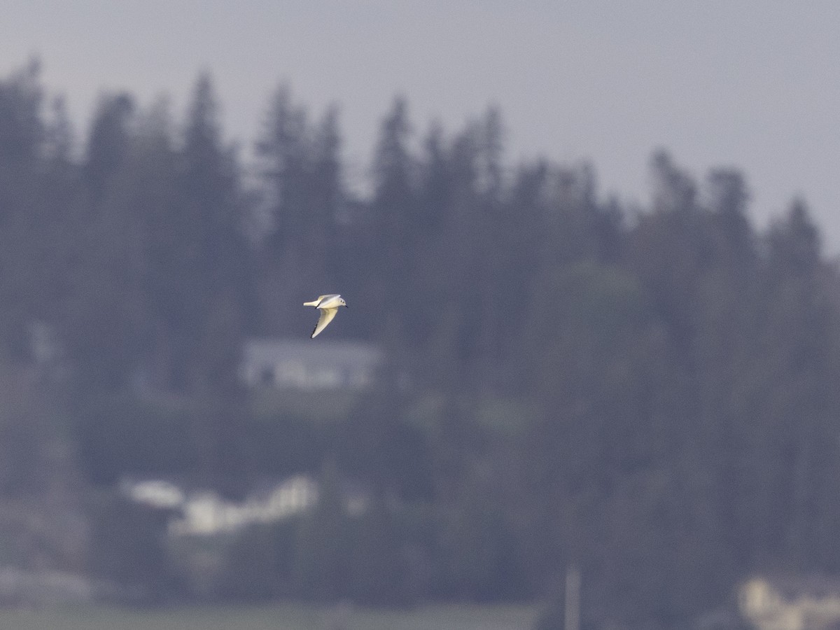 Bonaparte's Gull - ML626885887
