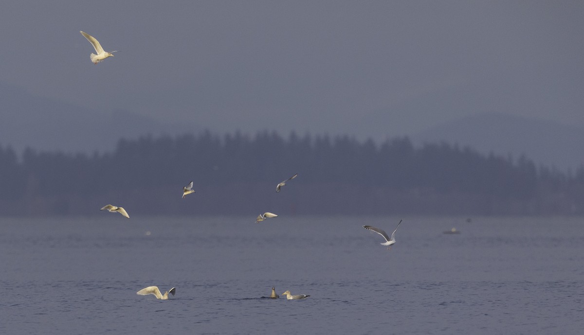 Bonaparte's Gull - ML626885888