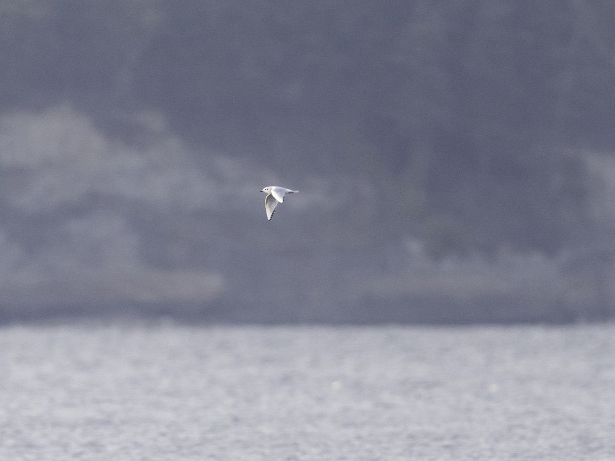 Bonaparte's Gull - ML626885889