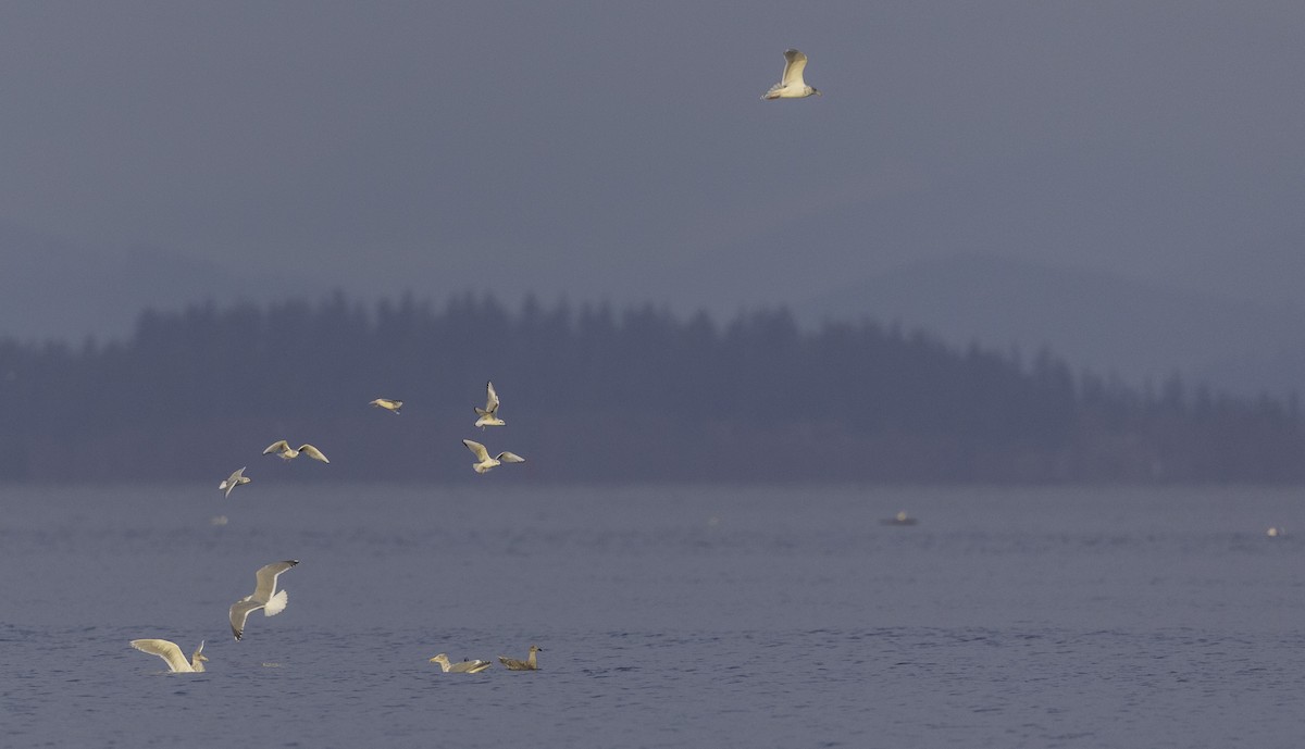 Bonaparte's Gull - ML626885891