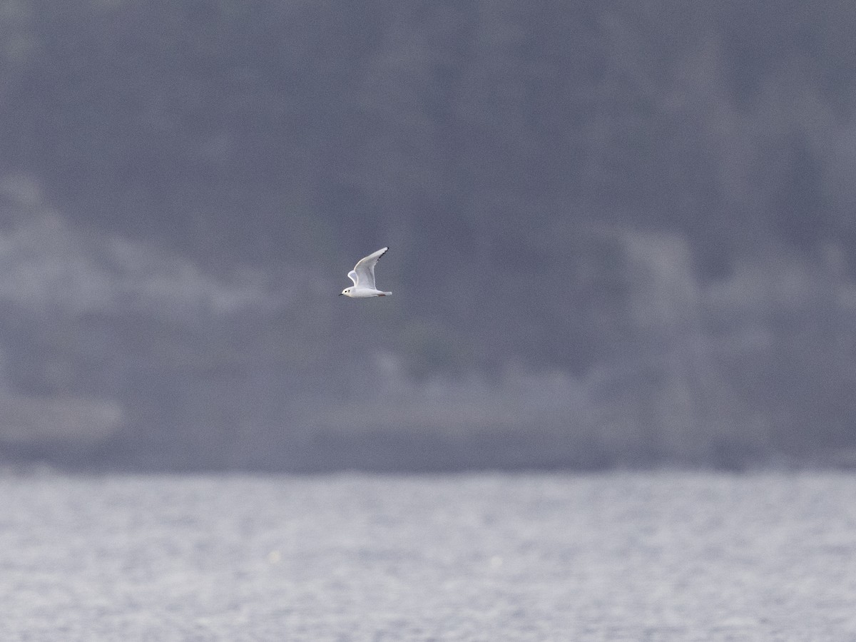 Bonaparte's Gull - ML626885892