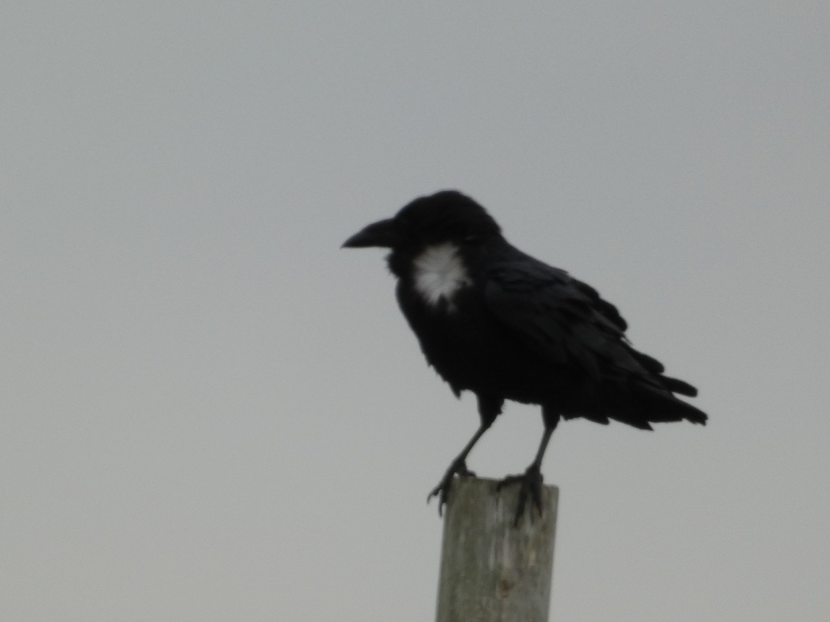 Chihuahuan Raven - ML626885894