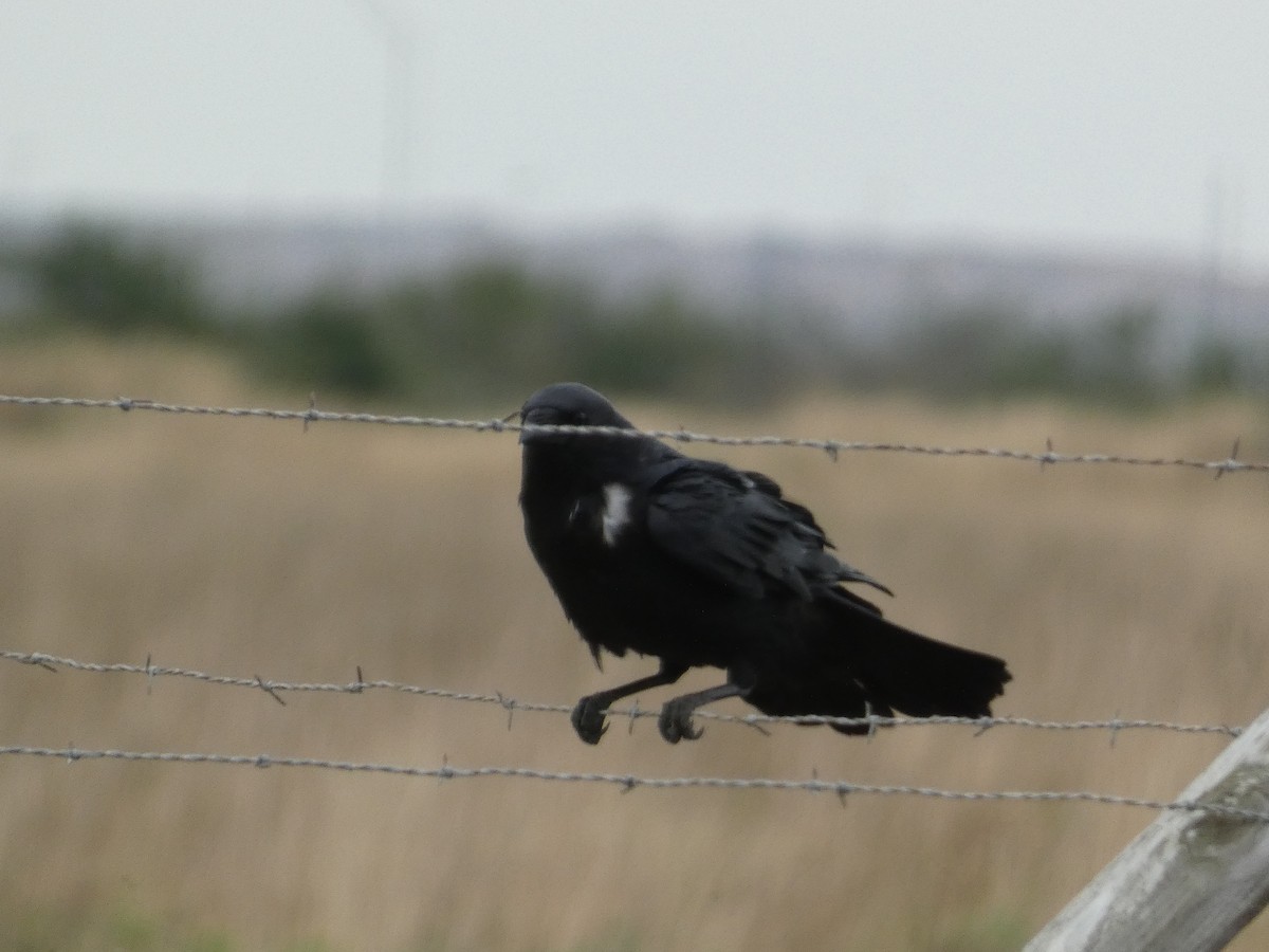 Chihuahuan Raven - ML626885897